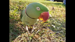 Hello Again from Mizzy’s Parrots! 🦜
