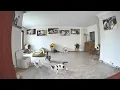 Download Lagu Cats' Reaction to 6.2 Magnitude Earthquake (Istanbul, Türkiye)