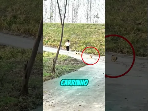 ELES DESCERAM A LADEIRA EM ALTA VELOCIDADE! 🐶😂