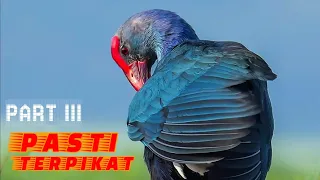  suara pikat burung mandar ampuh auto nyamperin suara pikat burung mandar keras u0026 panjang full mp3