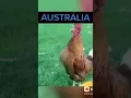 Download Lagu suara ayam di berbagai negara || humor