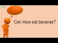 Can Mice Eat Bananas