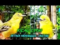 Download Lagu Kicau cipoh betina memanggil jantan ampuh untuk pancingan/pikat