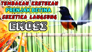 Download Pancingan MURAI BATU nretek nembak isian prenjak betina bikin lawan langsung EMOSI tambah GACOR MP3