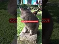 Download Lagu KUCING DANGDUTA #kucing #kucinglucu #kucingimut #dangdutan #dangdutkoplo