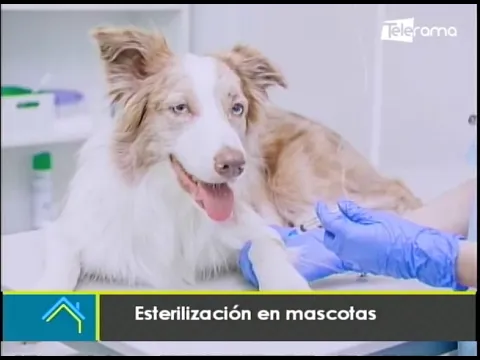 Esterilización en mascotas