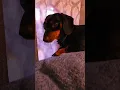 Download Lagu Am I bothering you? #shorts #dachshund #dog #funny