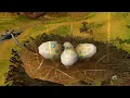 Bring Me The Egg TBC Classic Quest