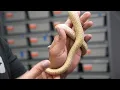 Hatching our first Burmese Pythons