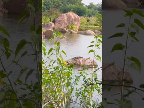 तालाब में दिखा खतरनाक मगरमच्छ 😱🤔 #trendingshorts #viral #temple
