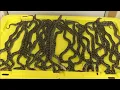 Python hunting challenge Father-son team catch 41 constricting snakes to win 10K