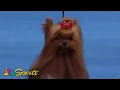 National Dog Show 2024 Toy Group Full Judging NBC Sports