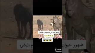 حيوان غريب يدعا بسم دراكولا 