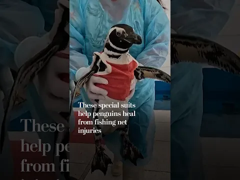 These special suits help penguins heal from fishing net injuries