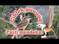 Download Lagu Suara pikat ciblek gunung #projonentinen