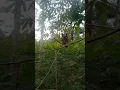 Download Lagu Mikat burung menggunakan burung hantu Terbukti sangat ampuh
