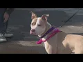 Cleveland APL program helps pet owners in crisis keep their best friends Ready Pet GO
