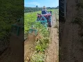 Download Lagu Harvesting Peanuts: From Field to Truck - Amazing Machinery!