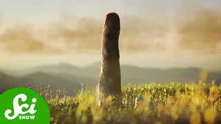 Those Ancient Giant Fungi Weren’t Fungi After All