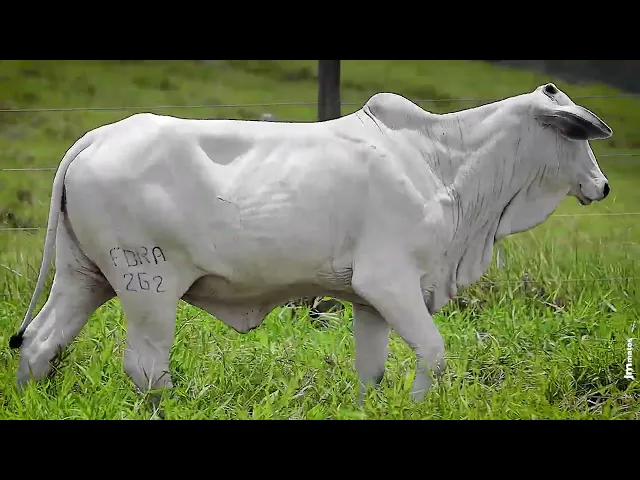 Novilha Nelore FBRA - 262