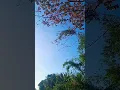 Download Lagu Lirik lagu sad | Bubrah | Northsle feat Agif | Happy Asmara #shorts #status #trending