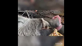 الخنزير البري لفرادي      دندنها