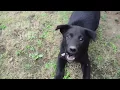 Download Lagu Anak Anjing Hitam yang suka menggonggong @PutoeSoemi
