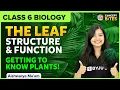 Getting to Know Plants The Leaf Structure and Function Class 6 Science BYJU S