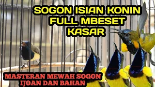 Download SOGON FULL MBESET KASAR JARANG YANG PUNYA MASTERAN MEWAH SOGON BAHAN FAN IJOAN 🔥 MP3