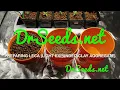 PREPARING LECA (LIGHT EXPANDED CLAY AGGREGATE) FOR HYDROPONICS