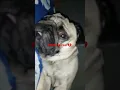 Download Lagu #when you believed that nazar is real#dog#love#emotional#like#shorts#innocent#instagram#care#sad#cry