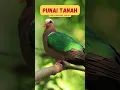 Download Lagu Suara punai tanah #shorts