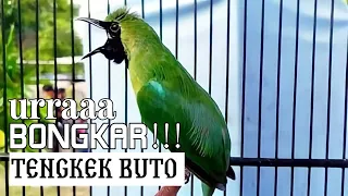 Download Ngamuk Bongkar ISIAN TENGKEK Buto -  Cucak Ijo Gacor Nagen Satu Titik MP3