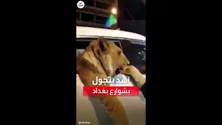 أسد يتجول برفقة صاحبه في شوارع العاصمة العراقية بغداد 