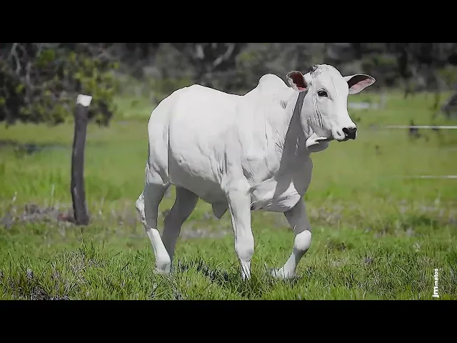 Novilha Nelore CLTN - 219