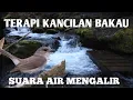 Lagu Terapi kancilan bakau gacor dan suara air mengalir