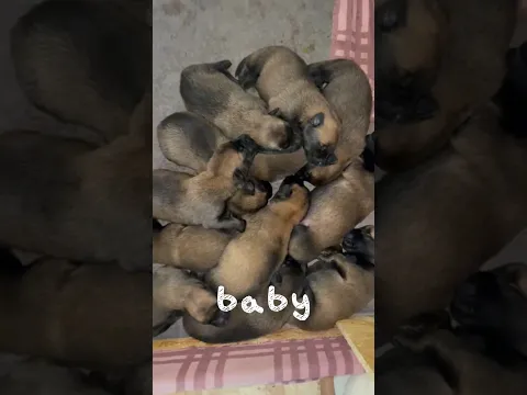 Can You Count All The Puppies? Belgian Malinois puppies – just one week old! 🐶💖