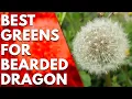 Best Greens for Bearded Dragon Our Top Picks