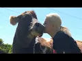 Couple adopts elderly dairy cow that was deemed useless