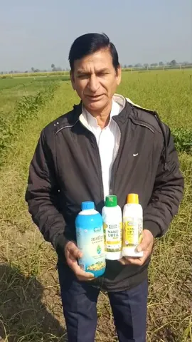 लहसुन के लिए नैनो यूरिया, सागरिका और DAP खाद, कैसे ये इसका उयोग होगा फायदेमंद
