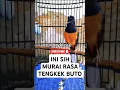 Murai Batu Tembakan Tengkek Buto