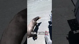 #fyp #dream #doberman #pets #youtube