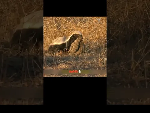 हनी बैजर ने मगरमच्छ के बच्चों को शिकार बनाया। | Honey Badger Preys On Baby Crocodiles. | #shorts