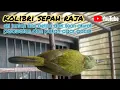 Lagu kolibri sepah raja ijoan