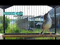 Download Lagu suara burung CIBLEK SEMI GACOR Ngebren Ampuh untuk Pancingan Ciblek Kristal dan Masteran Ciblek