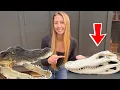 DIY Gator Euro Skull Mount Cheap Easy Step by Step Taxidermy Tutorial