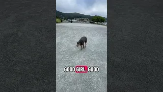 Recall practice #fyp #dream #pets #doberman #vlog