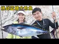 Download Lagu 《摩洛哥》第4集：本视频耗时6天，只为挑战百斤重的蓝鳍金枪鱼，地点（直布罗陀海峡），鱼肉口感秒胜黄鳍金枪！#海钓 #赶海 #抓螃蟹 #蓝鳍金枪 #摩洛哥 #ocean #fishing