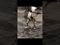 Download Lagu World MOST Aggressive Fighter Pitbull Tiger 🥵🥵 When my Dog sees Another Dog @2differentbreed