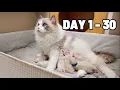Ragdoll Kittens Growing Up The First 30 Days